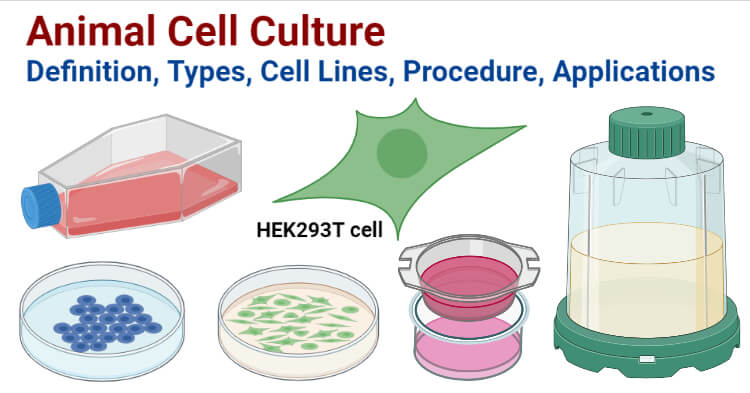 Animal Cell Culture- Definition, Types, Cell Lines, Procedure, Applications