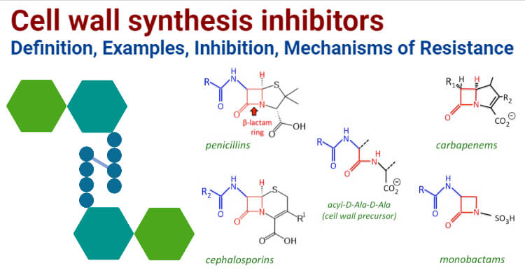 Cell wall synthesis inhibitors