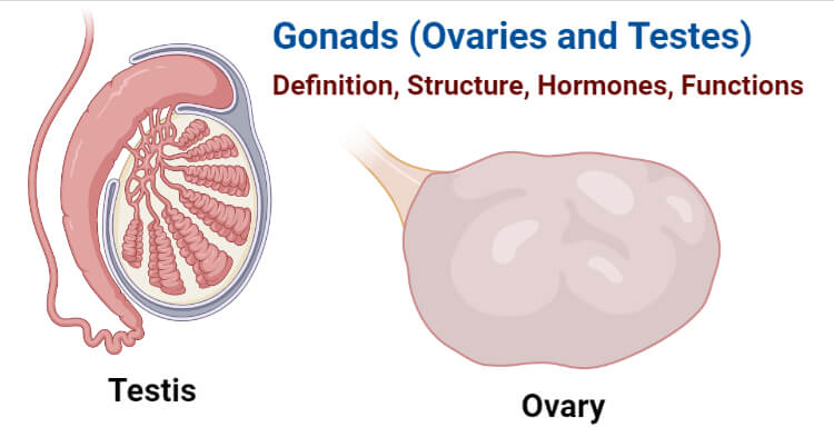 Gonads (Ovaries and Testes)