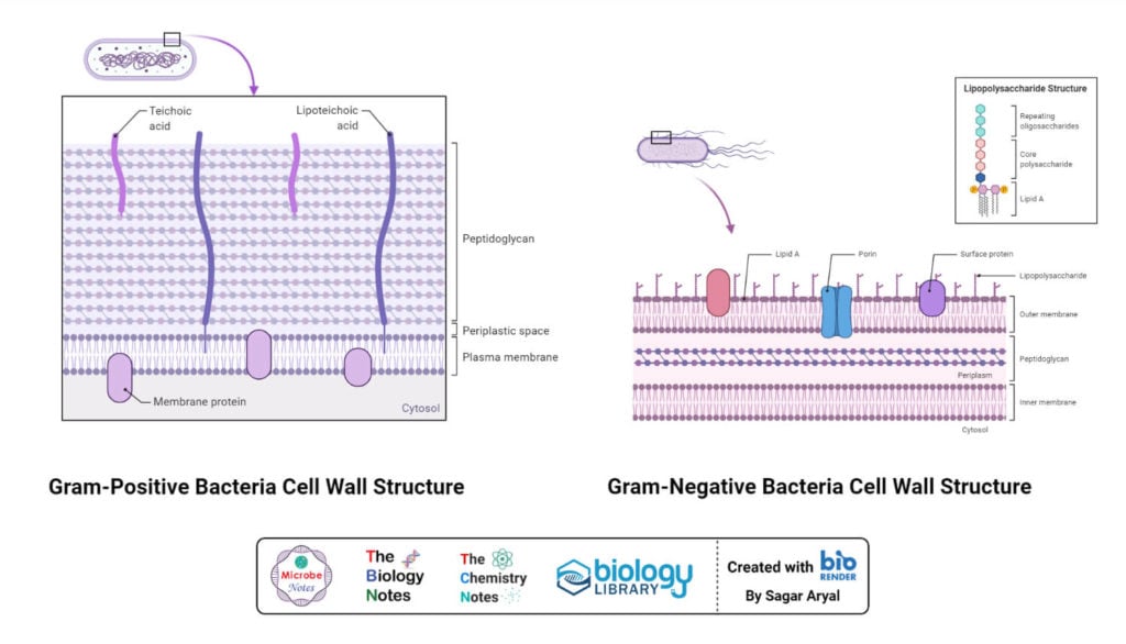 Gram positive and gram negative cell wall structure