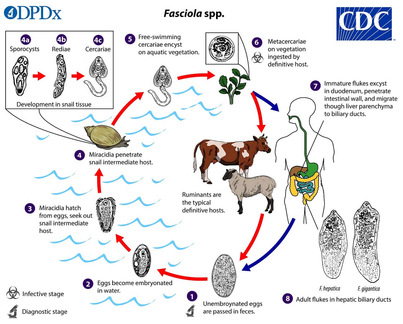 Life cycle of Fasciola hepatica