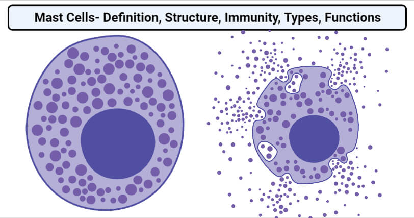 Mast Cells Definition Structure Immunity Types Functions