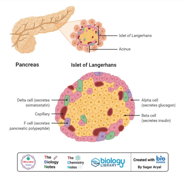 Diagrama De Islotes De Langerhans