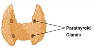 Parathyroid Gland