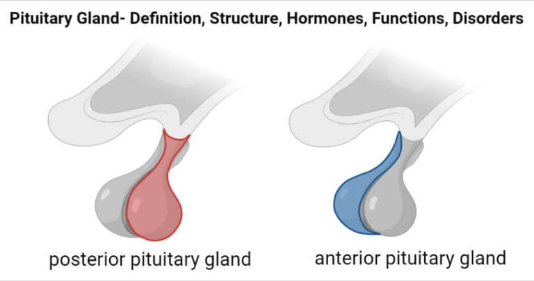 Pituitary Gland Definition Structure Hormones Functions Disorders 1741