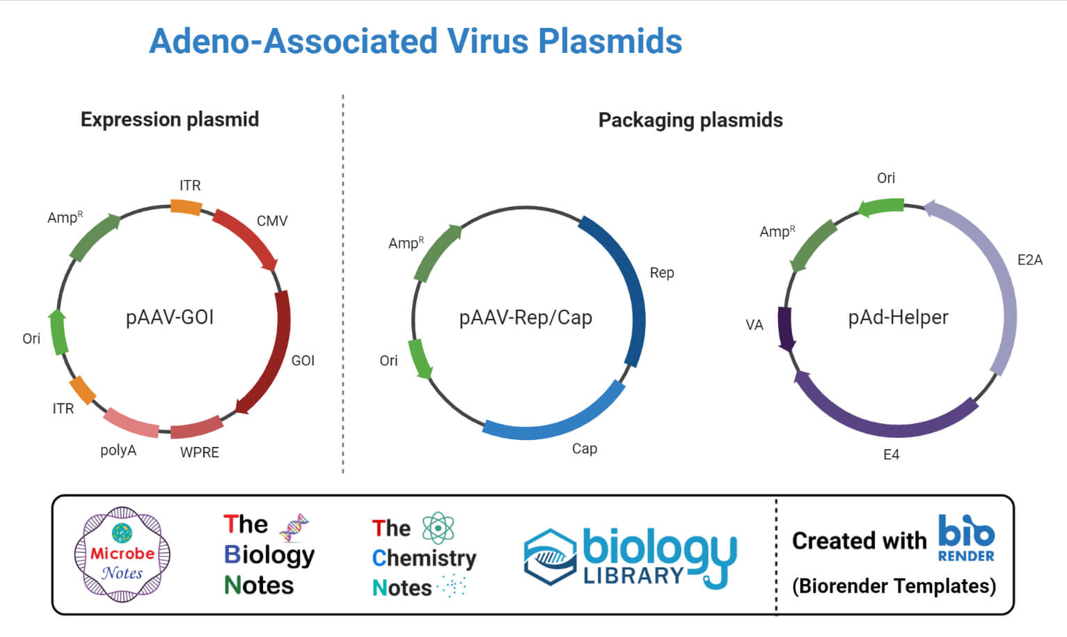 Plasmids for Adeno-Associated Virus Vector Production.