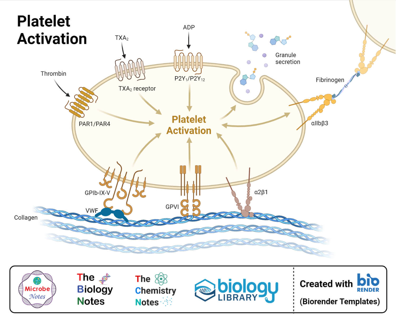 thrombocytes structure