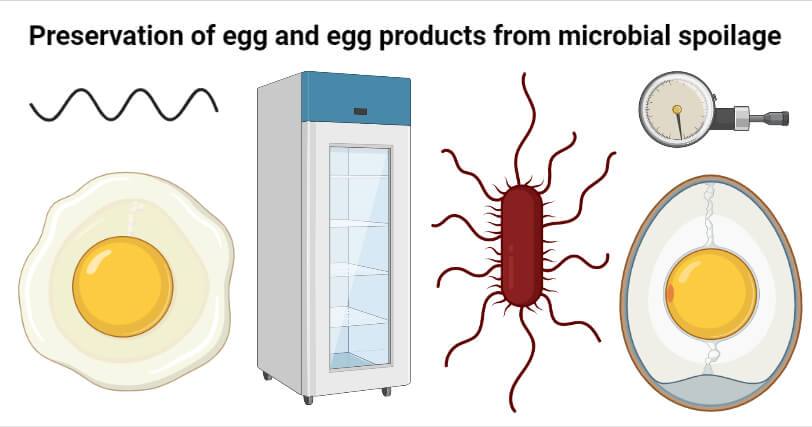 Preservation of egg and egg products from microbial spoilage