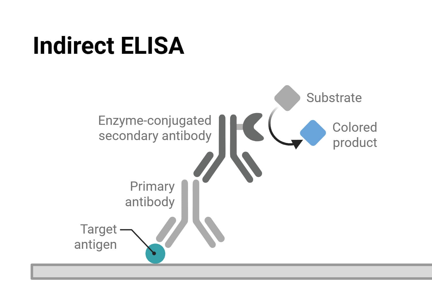 Principle of Indirect ELISA Principle of Indirect ELISA