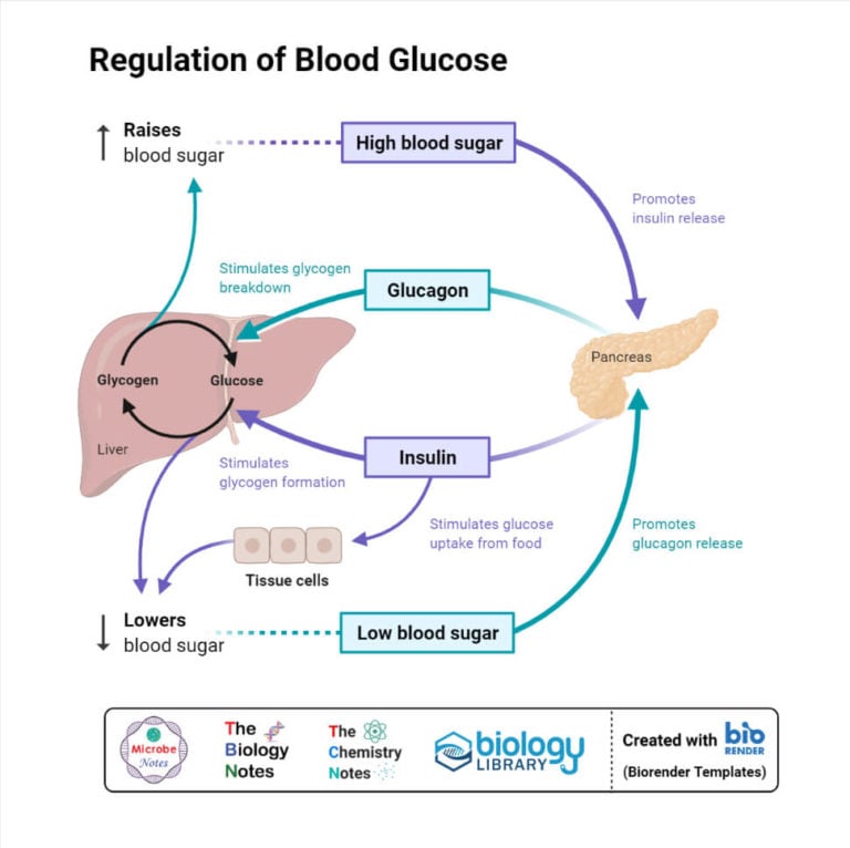 Pancreas Definition Structure Hormones Functions Disorders 