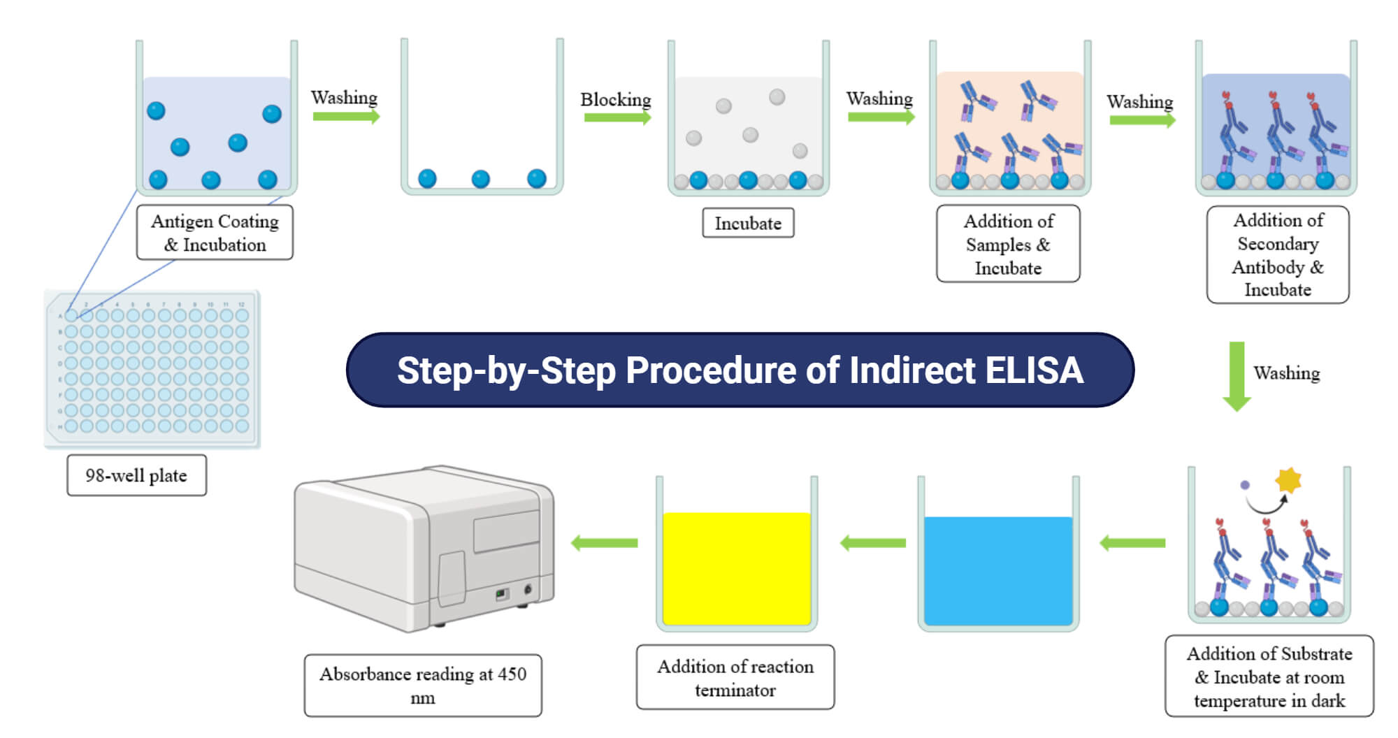 Step by Step Procedure of Indirect ELISA Step-by-Step Procedure of Indirect ELISA