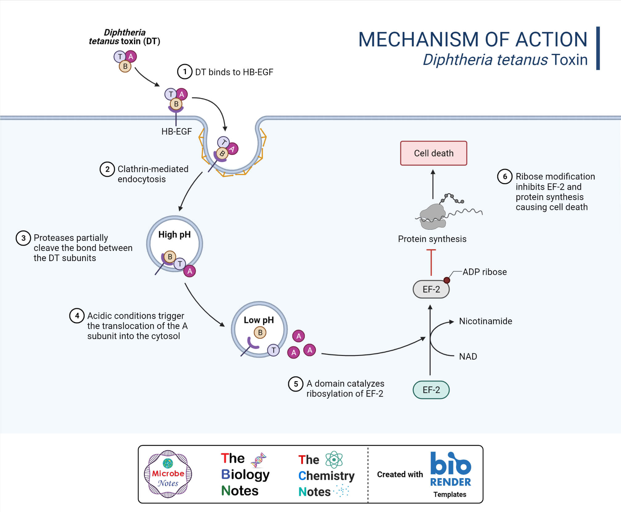 Inhibition of Protein Synthesis by Diphtheria Toxin