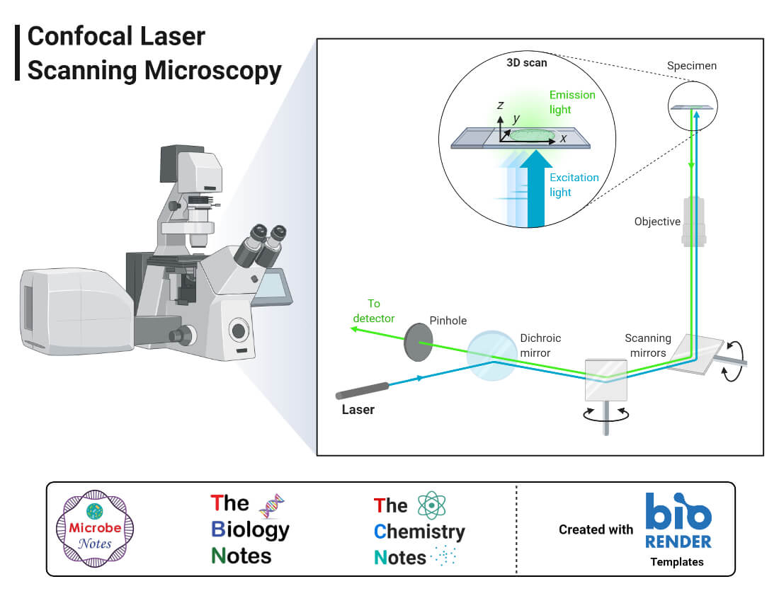 Laser Scanning Confocal Microscopy