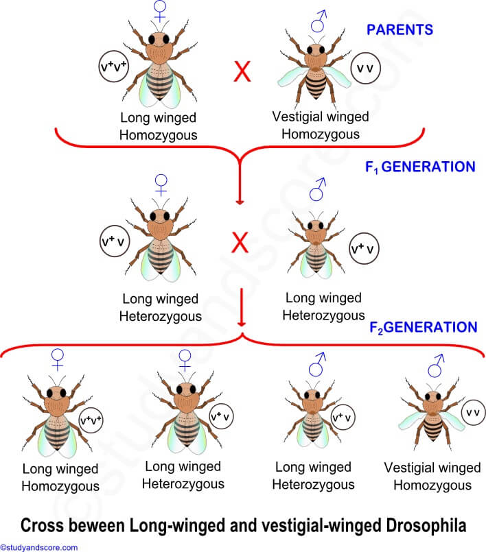 Law of Segregation- Morgan's work on Drosophila