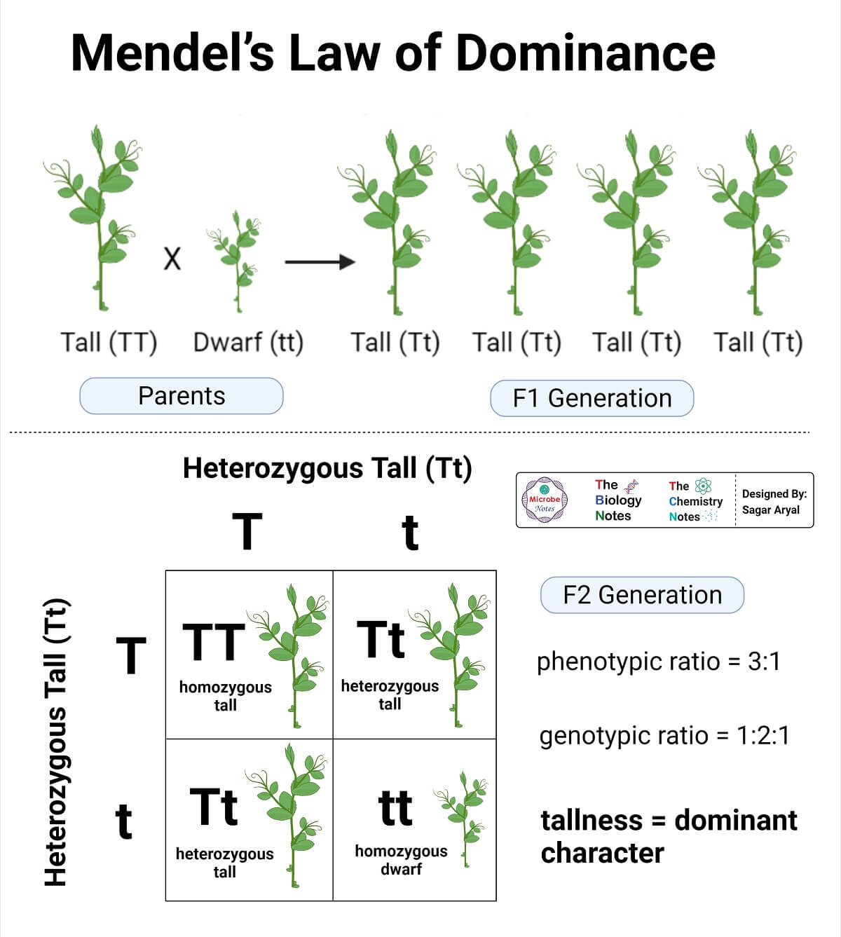 Mendel’s Law of Dominance- Pea Plant