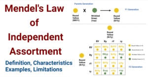 Mendel's Law of Independent Assortment