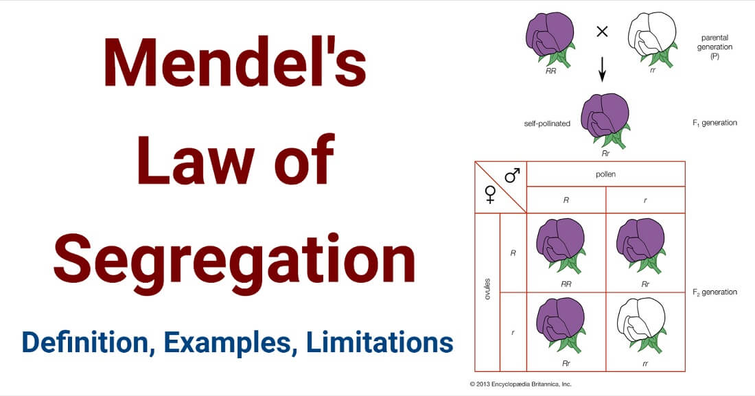 what is law of segregation of mendel