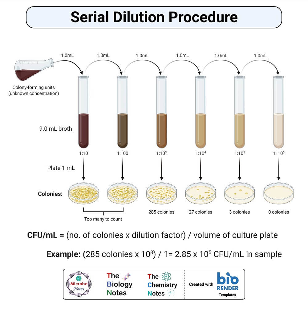 Procedure of Serial dilution