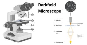 Darkfield Microscope