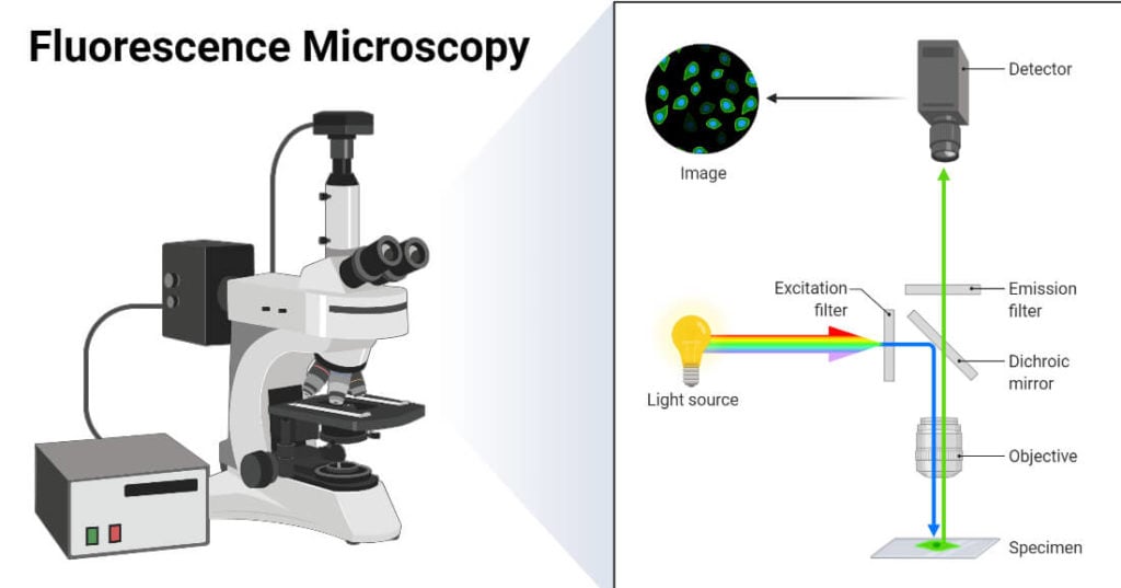 Fluorescence Microscopy Definition Principle Parts Uses 