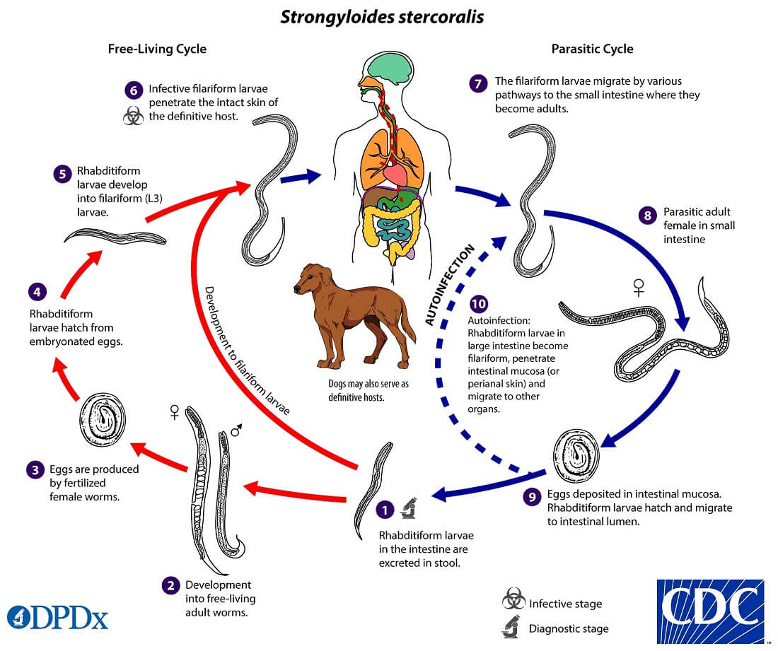 Life cycle of Strongyloides stercoralis