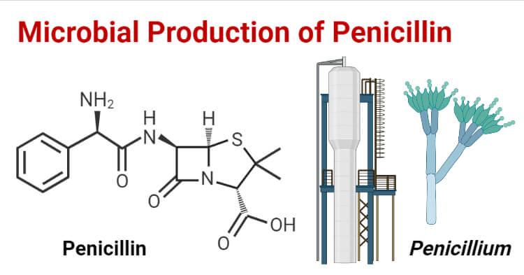 penicillium notatum diagram