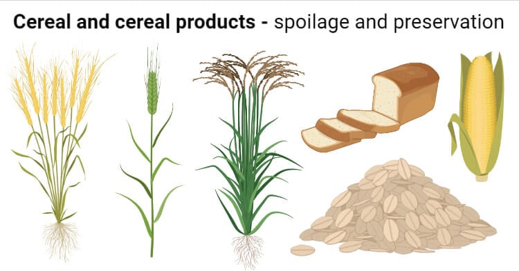 Microbial spoilage and preservation of cereal and cereal products