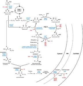 Mycolic acid biosynthesis inhibitors- Definition, Examples, Inhibition ...