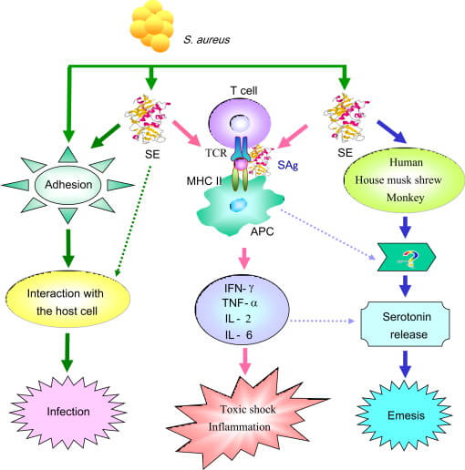 Pathogenesis of Staphylococcal food poisoning