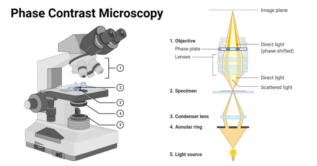 Phase Contrast Microscopy Definition Principle Parts Uses