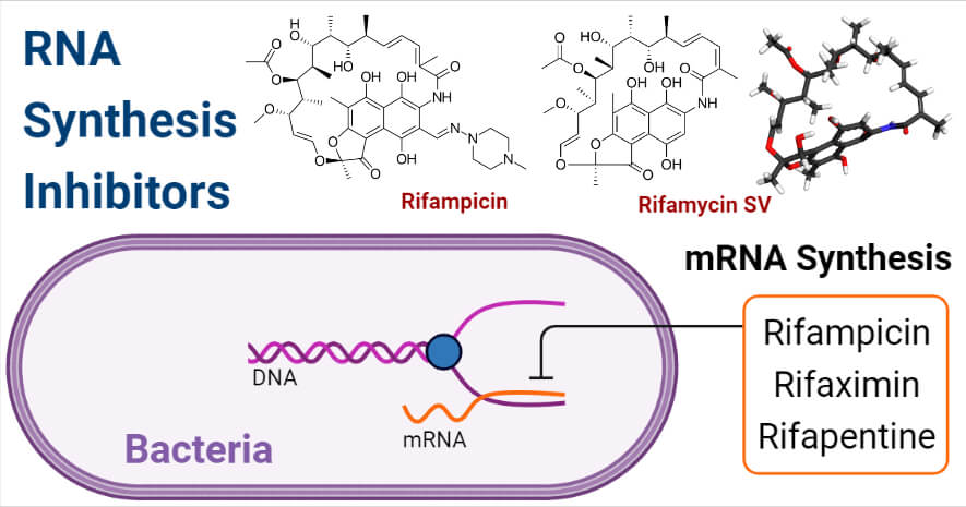 RNA Synthesis Inhibitors- Rifamycin