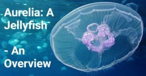 Aurelia- A Jellyfish