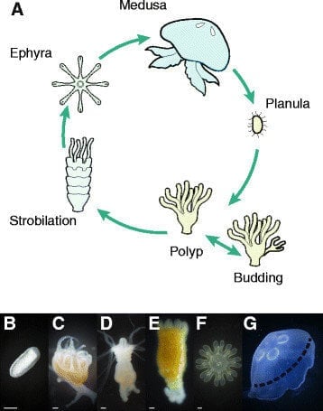 Life history of Aurelia (Jellyfish)