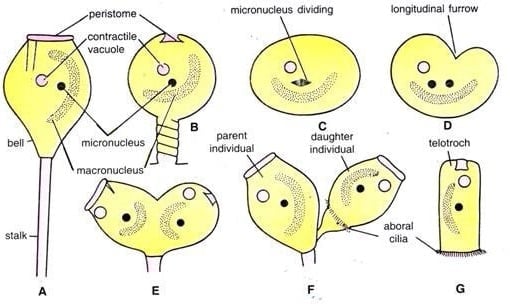 Longitudinal binary fission in Vorticella (Bell Animalcule)