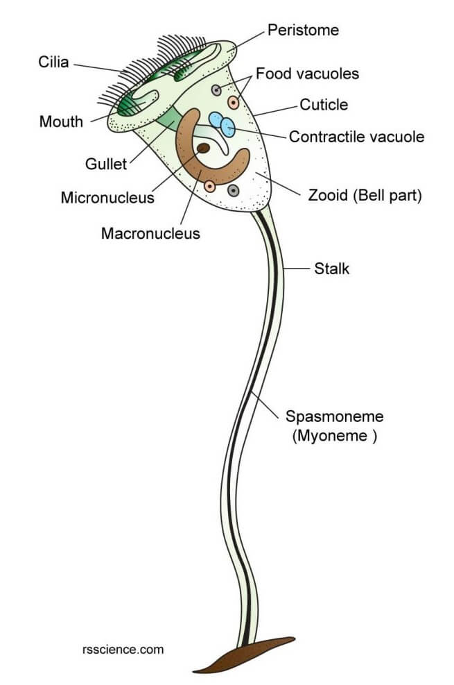 Structure of Vorticella