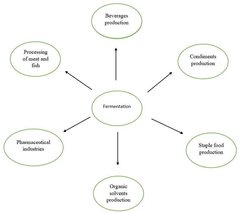 Fermentation- Principle, Types, Applications, Limitations