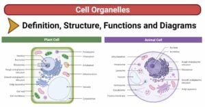 Cell Organelles (Plant and Animal)- Structure, Functions, Diagrams