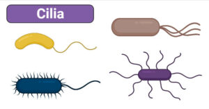 Cilia- Definition, Structure, Ultrastructure, Functions