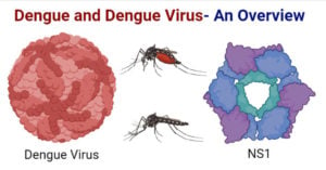 Dengue and Dengue Virus