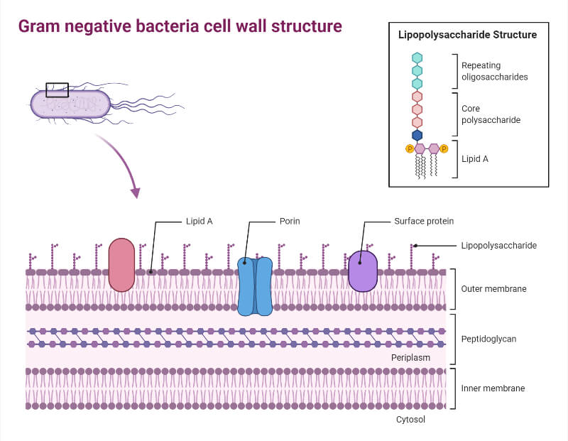 Gram Negative Cell Wall