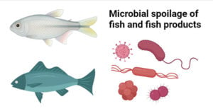 Microbial spoilage of fish and fish product and its preservation