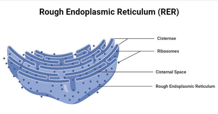 Endoplasmic Reticulum: Definition, Structure, Types, Functions