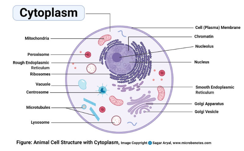 Structure of Cytoplasm