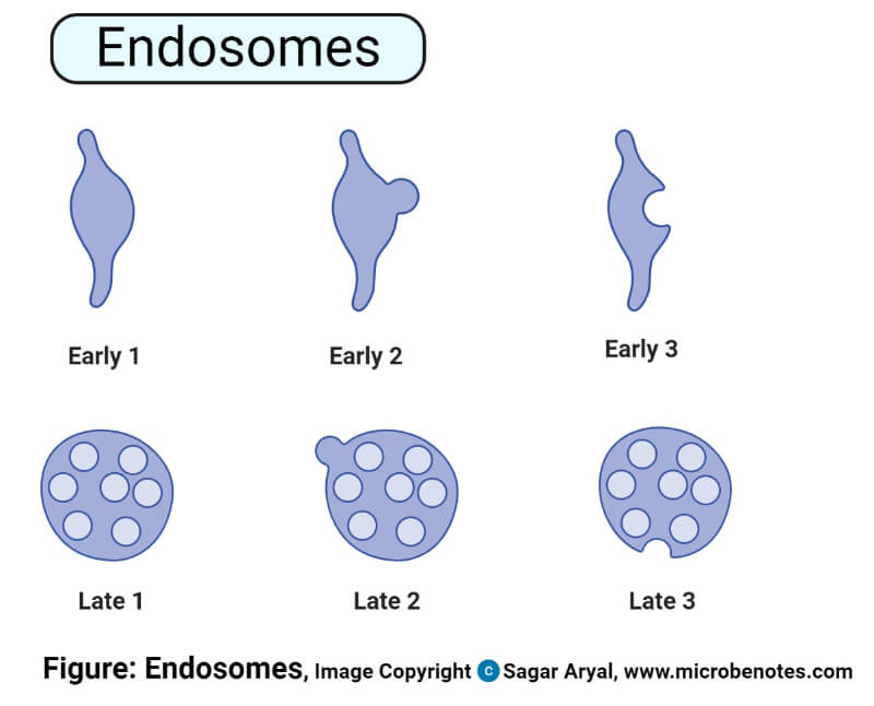 Structure of Endosomes