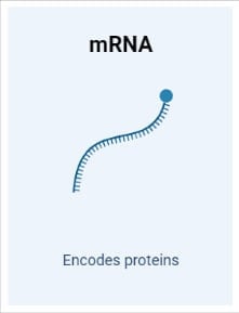 mRNA (messenger RNA)