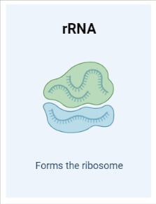 rrna structure and function