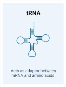 tRNA (transfer RNA)