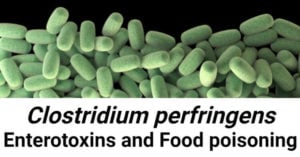 Clostridium perfringens Enterotoxins and Food poisoning