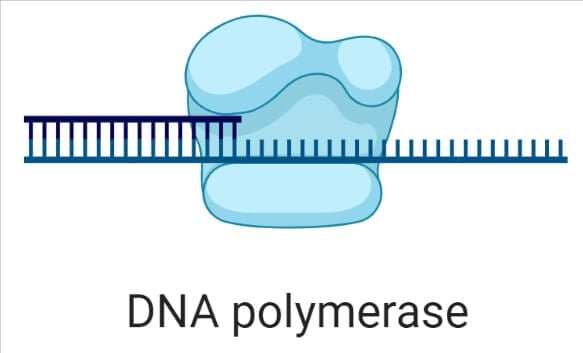 DNA Polymerase