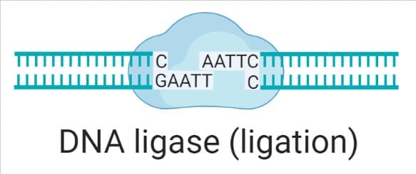 dna ligase